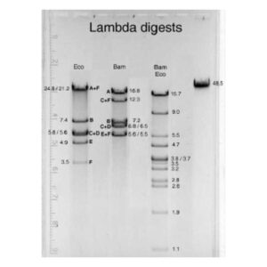 Eletroforese de DNA Lambda | P8110600